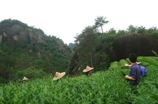 肉桂茶和大红袍哪个贵，大红袍和肉桂哪个好？