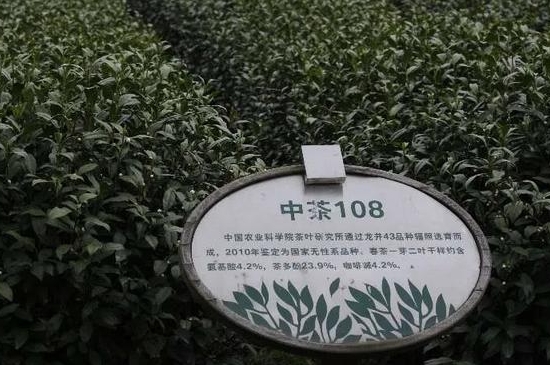 乌牛早茶多少钱一斤，乌牛茶市场价！