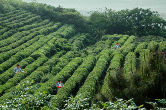 碧螺春茶树树长什么样，碧螺春茶树的特征介绍