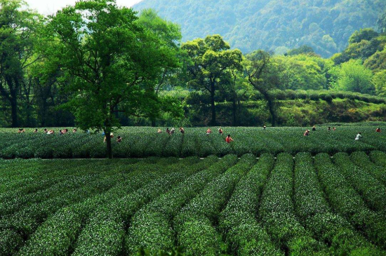 苏州碧螺春东山好还是西山好，洞庭碧螺春西山和东山哪个好？