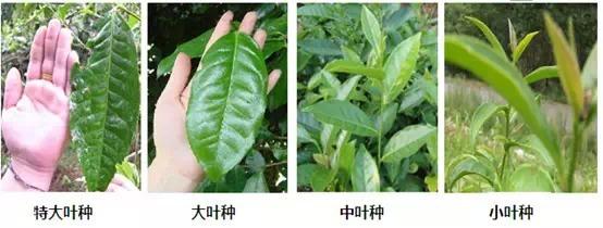 茶树的品种和分类，茶树品种的分类有哪些？