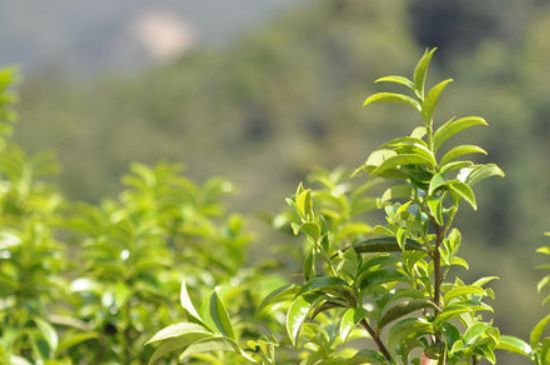 锯朵仔是什么茶多少钱一斤，凤凰单丛锯朵仔茶价格