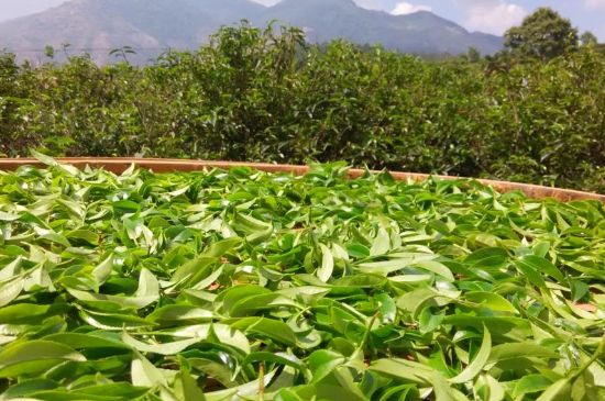 鸭屎香茶适合什么季节喝，单丛茶鸭屎香哪个季节喝最好？