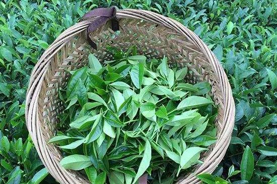 鸭屎香单丛雪片茶的特点，鸭屎香茶的特点