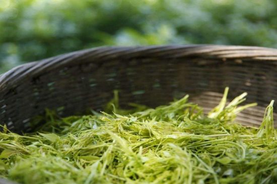 茅岩莓茶加工工艺，莓茶的工艺制作过程