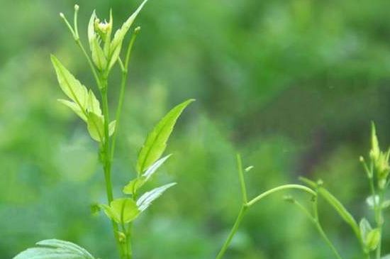 茅岩莓茶别名是什么，莓茶别名叫藤茶吗？