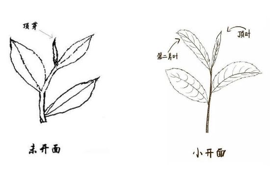 武夷岩茶的初制、精制加工工艺详细讲解