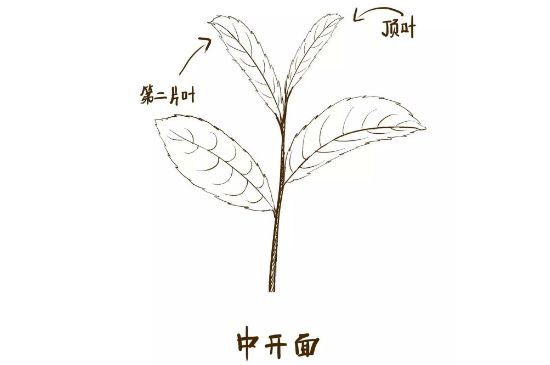 武夷岩茶的初制、精制加工工艺详细讲解