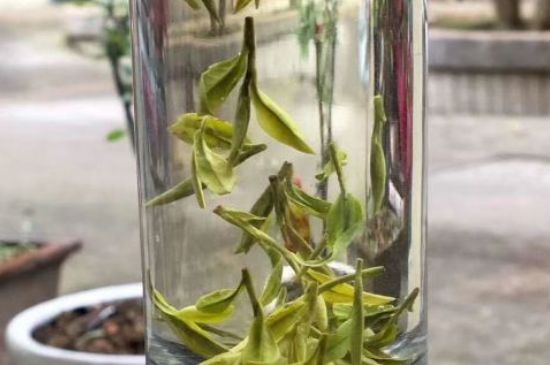 蒸汽煮茶器适合什么茶，蒸汽煮茶器适合用绿茶吗？