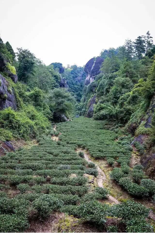 武夷山为什么盛产茶叶，武夷山茶为什么好喝？