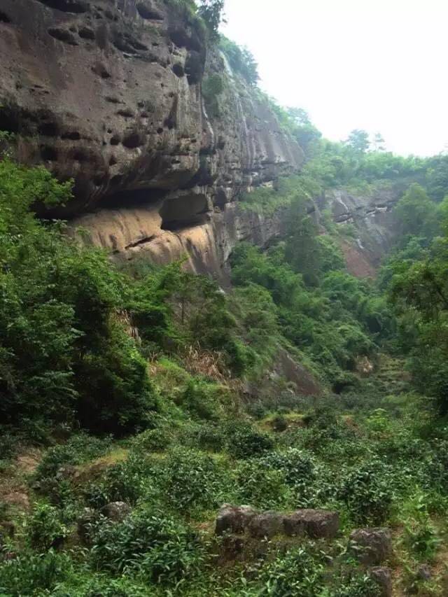 武夷山为什么盛产茶叶，武夷山茶为什么好喝？