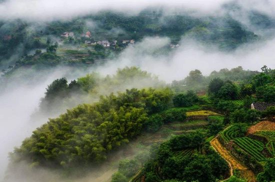 高山云雾茶多少钱一斤，黄山高山云雾茶价格