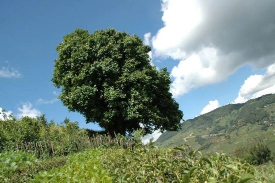 茶叶的发源地在哪里，中国饮茶发源于哪个省？