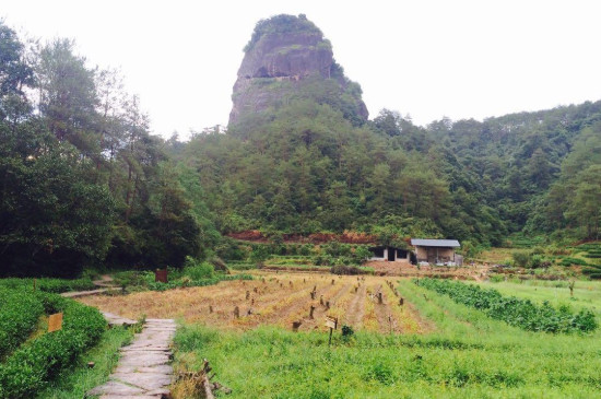 虎啸岩肉桂一斤多少钱，虎啸岩肉桂茶叶6800钱一斤