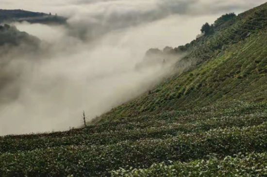 铁观音兰花香怎么来的，铁观音的兰花香是自然的吗？