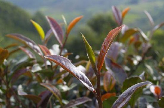 紫芽茶是生茶还是熟茶，紫芽普洱茶特点