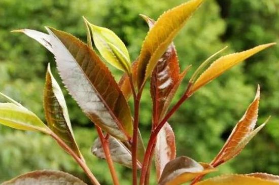 紫芽茶是生茶还是熟茶，紫芽普洱茶特点