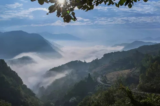 高山野生茶多少钱一斤，高山野茶的特点