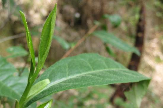 野生茶有哪几种，野生茶特点简介