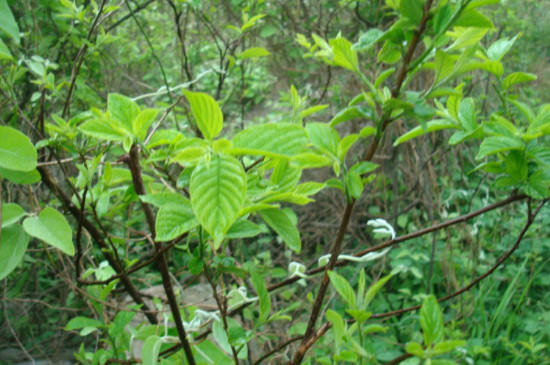 芊罗叶茶多少钱一斤，崂山芊罗茶的价格