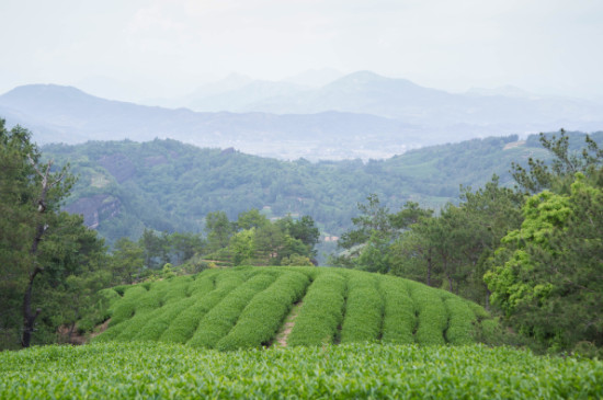 武夷山野茶属于什么茶，武夷山野茶是红茶吗？