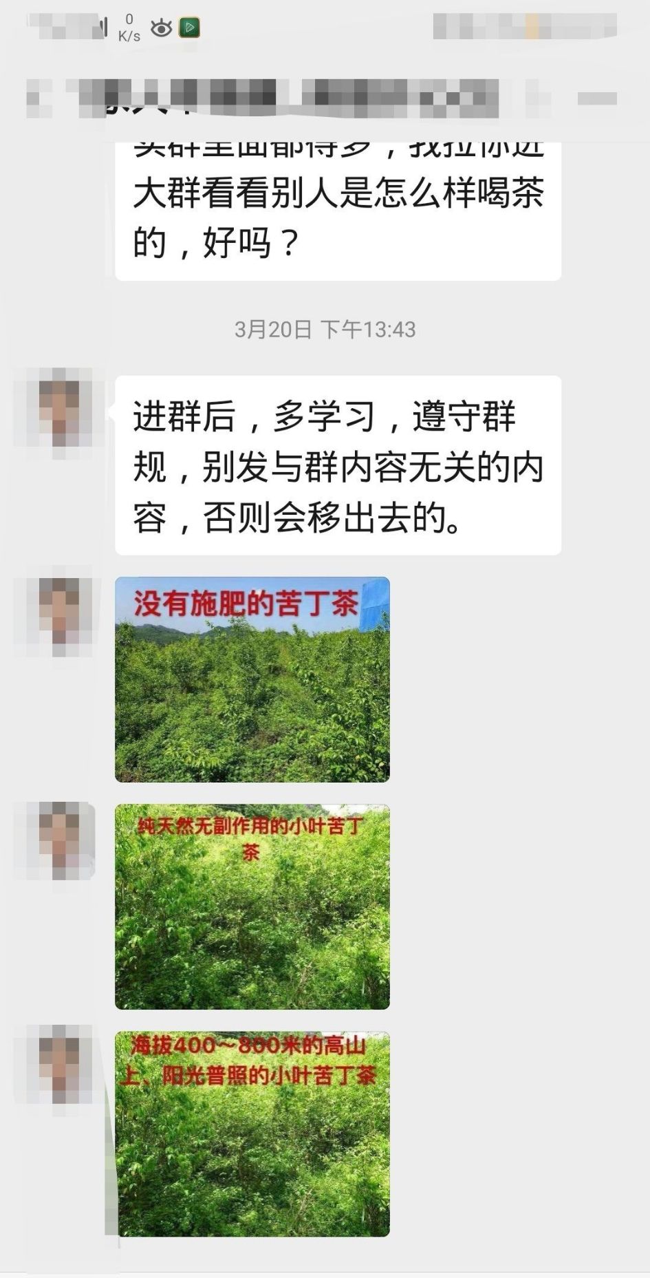 月坤小叶苦丁茶是真是假，余庆小叶苦丁茶 真假