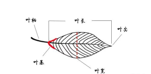 大叶的茶叶是什么茶，大叶茶叫什么名字？