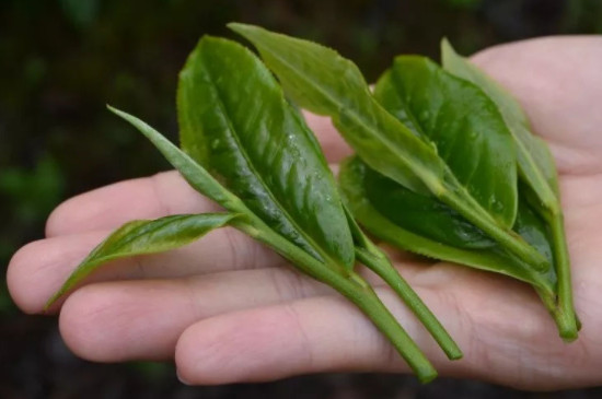 大叶种晒青茶是好茶吗，大叶种晒青毛茶档次