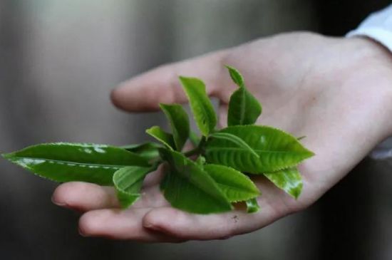 农药大全茶叶专用，茶叶打的农药一般是哪些？