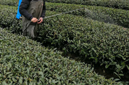 岩茶农药残留多吗，武夷岩茶打农药吗？