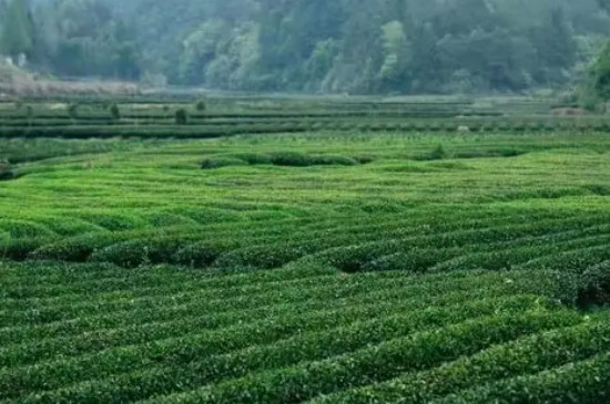 岩茶农药残留多吗，武夷岩茶打农药吗？