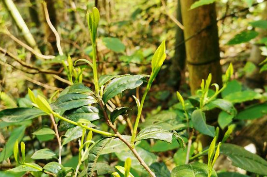 野茶属于什么茶价格，荒山野茶多少钱？