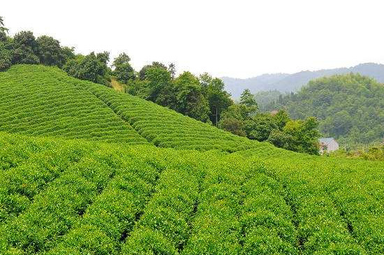 浙江余姚什么茶叶好，余姚名茶是什么茶?