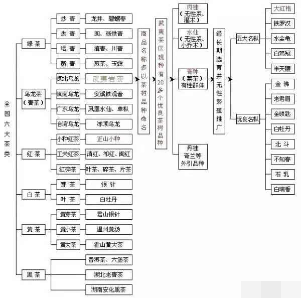 茶叶分类知识一览图，六大茶类基本知识大全