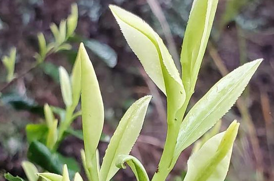 南川大树茶多少钱一斤，南川大树茶价格