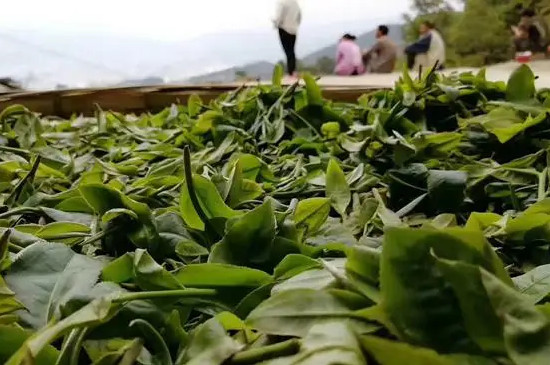 南川大树茶多少钱一斤，南川大树茶价格