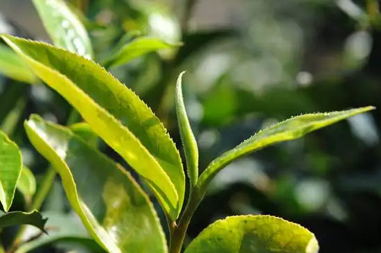 南川大树茶属于什么茶，南川大树茶是红茶吗？