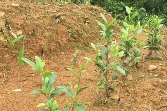 霄坑绿茶的种植过程，绿茶的种植方法