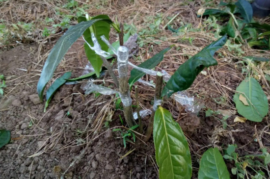 霄坑绿茶的种植过程，绿茶的种植方法