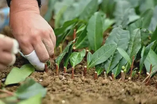 霄坑绿茶的种植过程，绿茶的种植方法