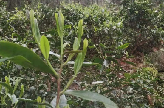 霄坑野生茶是富硒茶吗，霄坑茶的好处