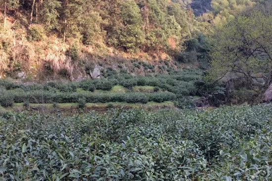 霄坑野生茶是富硒茶吗，霄坑茶的好处