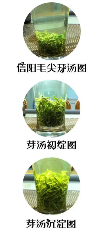 好毛尖茶怎么辨别，毛尖茶好坏的鉴别图