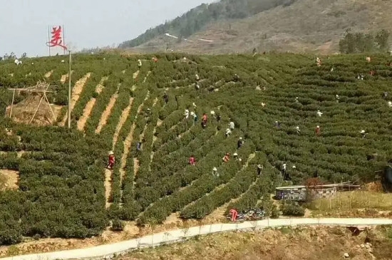 贵州白茶的产地在哪里，贵州哪里的白茶最好？