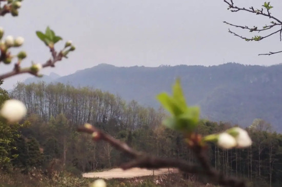 成都名茶有哪些，四川成都什么茶叶最出名？