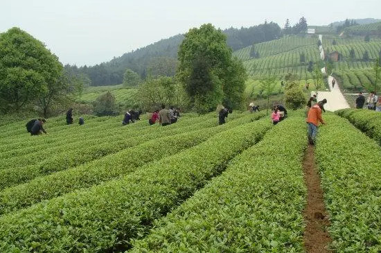 重庆永川有哪些茶厂，重庆永川秀芽茶厂地址