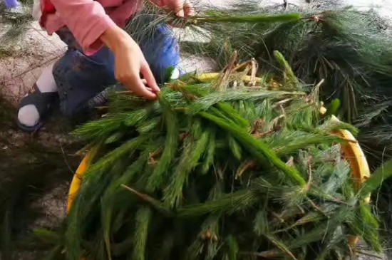 松针茶的妙用，松针茶的作用与功效