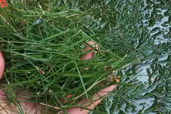 松针茶是红茶还是绿茶，松针属于红茶还是绿茶？