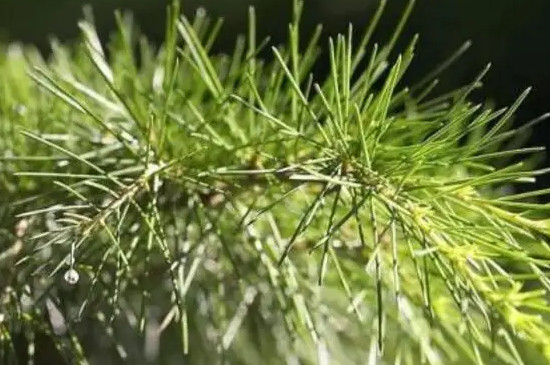 长期用松针水洗头的好处，松针洗头正确步骤