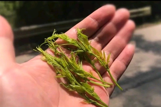 张家界茅岩莓茶与藤茶是同一种茶吗，藤茶跟莓茶一不一样？